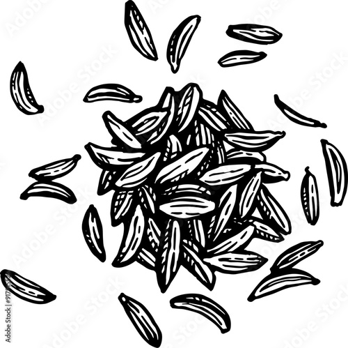 Caraway seeds ink sketch.