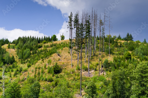 A forest destroyed by the bark beetle calamity. A bark beetle is a beetle whose larvae feed on sap and wood of trees and cause them to dry up.