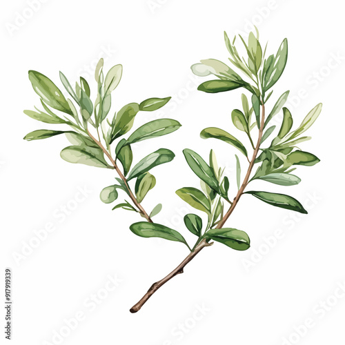 Olive Watercolor illustration. Hand drawn underwater element design. Artistic vector marine design element. Illustration for greeting cards, printing and other design projects.
