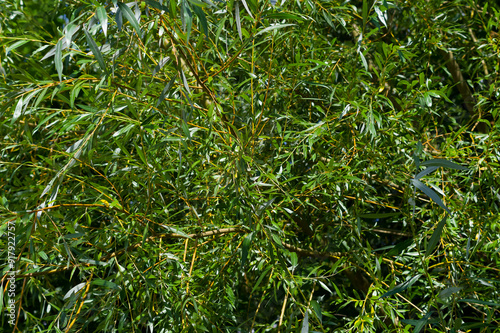 Wallpaper Mural Close-up view of willow wicker. Background for various uses. Torontodigital.ca