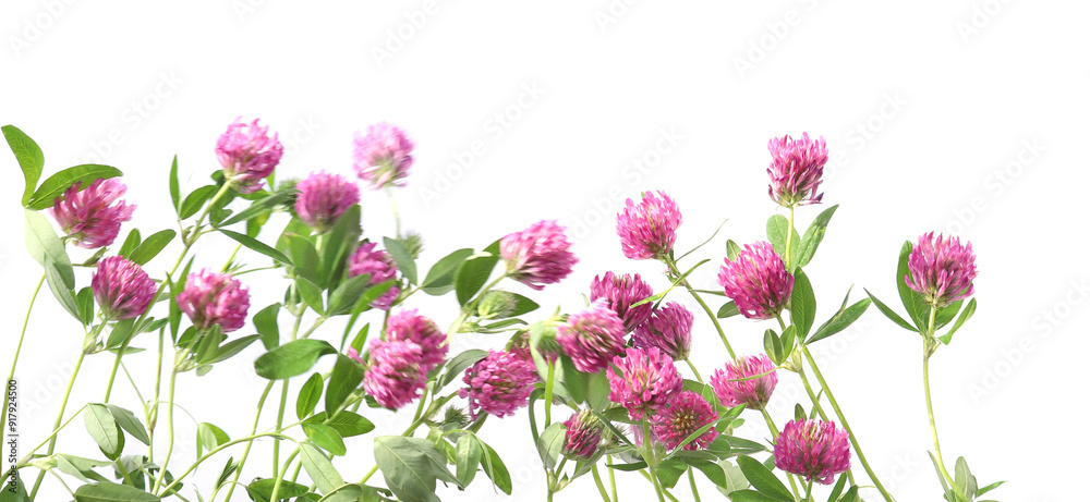 Blooming Red Clovers isolated on white background. Meadow wild plants Trifolium pratense. Blooming Red Clovers isolated on white background. Meadow wild plants Trifolium pratense.