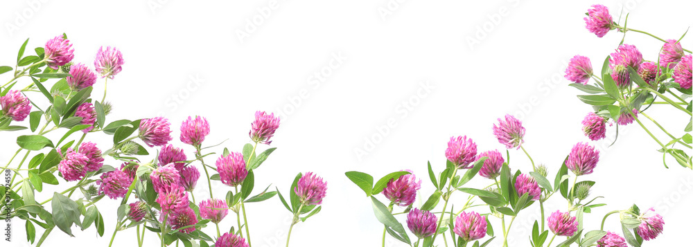 Blooming Red Clovers isolated on white background. Meadow wild plants Trifolium pratense. Blooming Red Clovers isolated on white background. Meadow wild plants Trifolium pratense.
