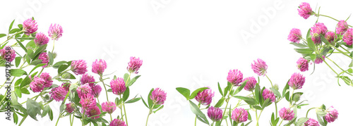 Wallpaper Mural Blooming Red Clovers isolated on white background. Meadow wild plants Trifolium pratense. Torontodigital.ca