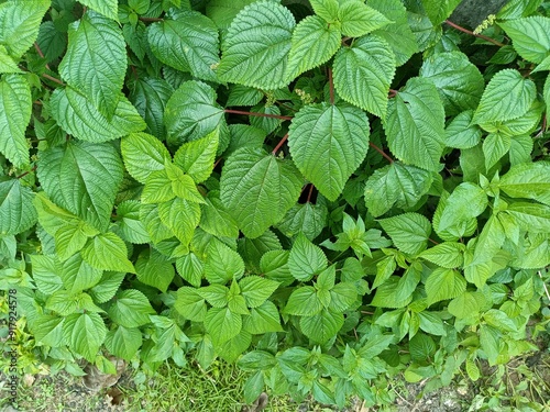 Tragia involucrata, the Indian stinging nettle, is a species of plant in the family Euphorbiaceae. It is the most used species of Tragia in ethnomedicinal and ethnopharmacological applications. photo