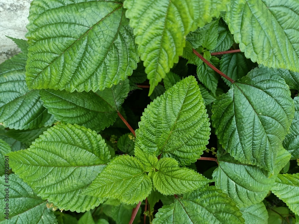 Tragia involucrata, the Indian stinging nettle, is a species of plant in the family Euphorbiaceae. It is the most used species of Tragia in ethnomedicinal and ethnopharmacological applications. Tragia involucrata, the Indian stinging nettle, is a species of plant in the family Euphorbiaceae. It is the most used species of Tragia in ethnomedicinal and ethnopharmacological applications.