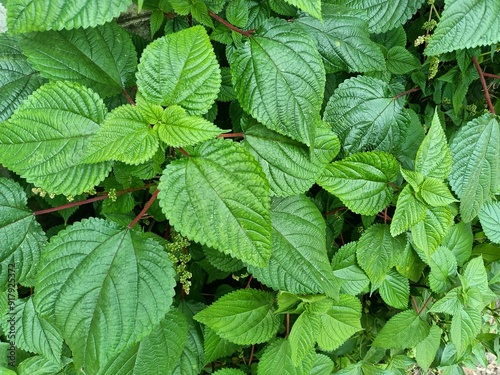 Tragia involucrata, the Indian stinging nettle, is a species of plant in the family Euphorbiaceae. It is the most used species of Tragia in ethnomedicinal and ethnopharmacological applications. photo