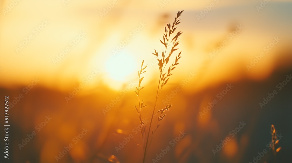 Sunset Grass Silhouette Sunset Grass Silhouette