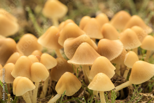 Lawn mushrooms after a light rain, Conocybe