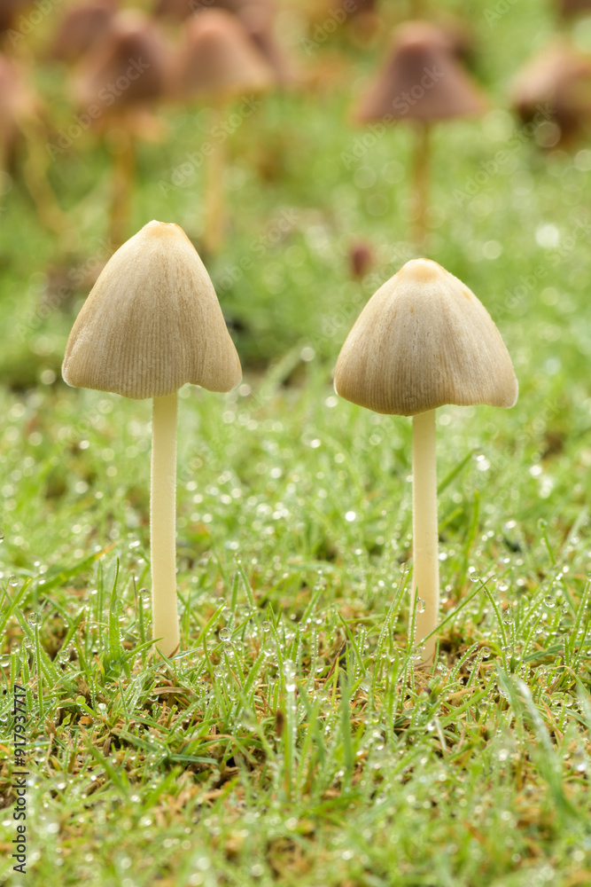 Lawn mushrooms after a light rain, Conocybe Lawn mushrooms after a light rain, Conocybe