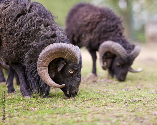 Two brown male ouessant sheep graze on meadow photo