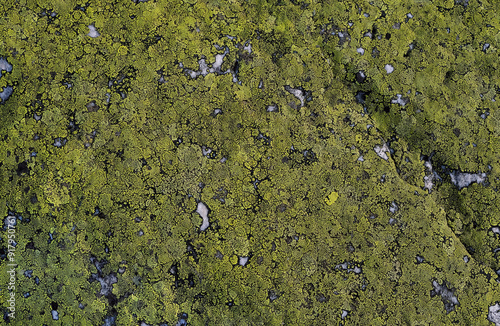 Textured surface of wild natural stone with green lichen. Rhizocarpaceae lichens in nature on grunge old rock. flat lay. close up. full frame. template for design photo