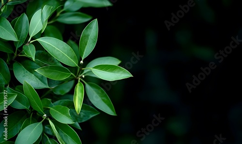 A dark green plant with leaves on a black background, Generative AI