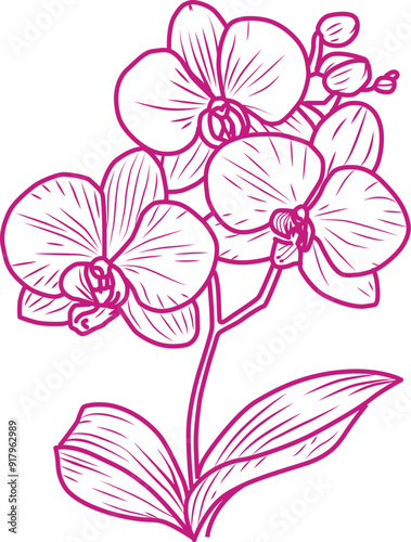 Orchid outline