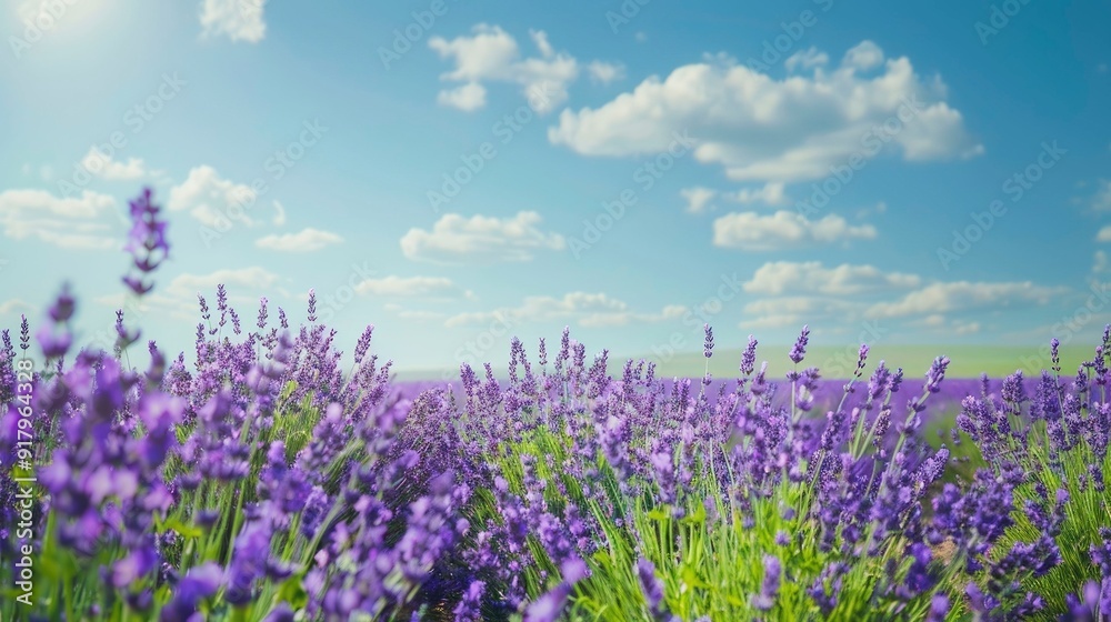 Naklejka premium A serene lavender field with vibrant purple blooms and a clear blue sky.