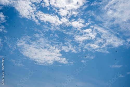 Blue sky with summer clouds and a flock of seagulls circling upwards on the thermal while making a lot of noise.