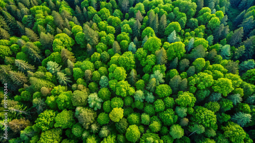 The dense forest is filled with a variety of vibrant green trees, offering a rich tapestry of foliage under bright daylight