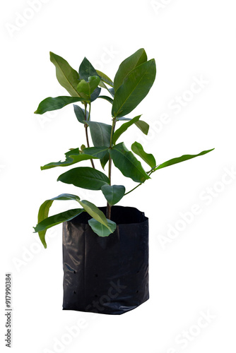 Rose apple or Syzygium sprout is growing in black plastic bag for nursery isolated on white background included clipping path.