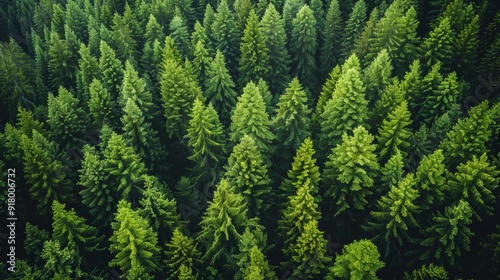 Aerial view of dense coniferous forest in the early morning light