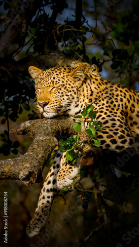 Canvas Print Leopard sleeping in a tree, South Africa, Kruger National Park.