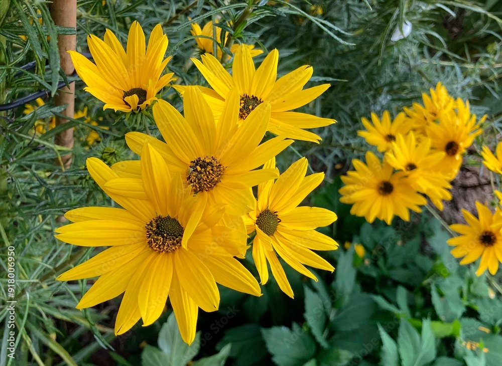 Fototapeta premium A group of Willow-leaf sunflowers growing in a garden. Helianthus salicifolius