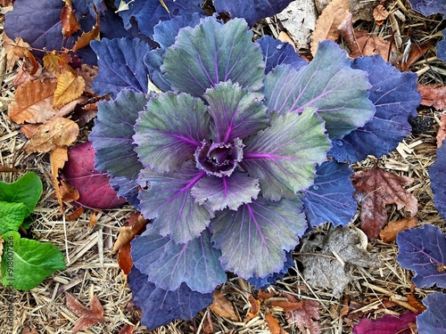 Tableau sur toile A dark cabbage growing in a garden. Brassica oleracea