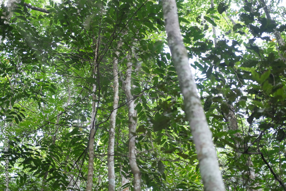 Fototapeta premium green leaf and trees landscape in the forest 