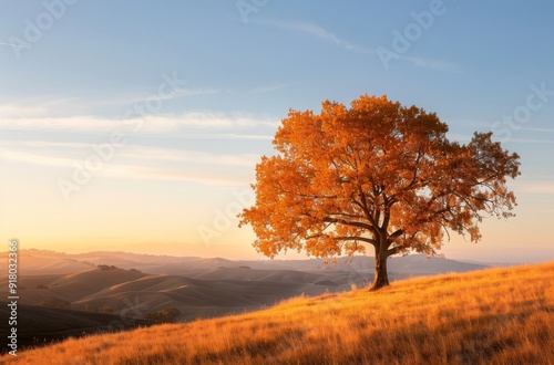 Solitary Tree With Orange Leaves on a Hill at Sunset in Autumn
