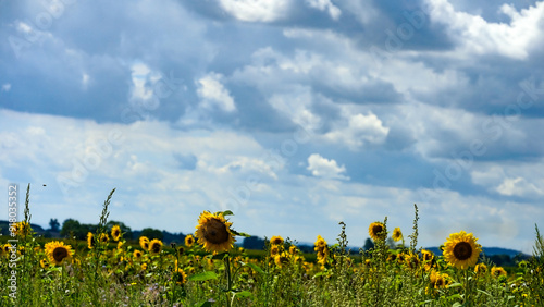 Sonnenblumen, Pferden und Grashupfern
Schmetterlingen Blumen photo