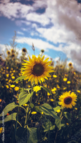 Sonnenblumen, Pferden und Grashupfern
Schmetterlingen Blumen