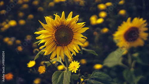 Sonnenblumen, Pferden und Grashupfern
Schmetterlingen Blumen photo