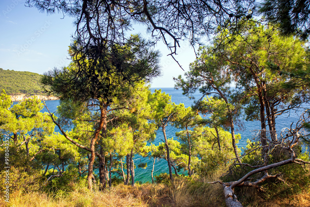 Fototapeta premium view of trees in the forest and sea in the background