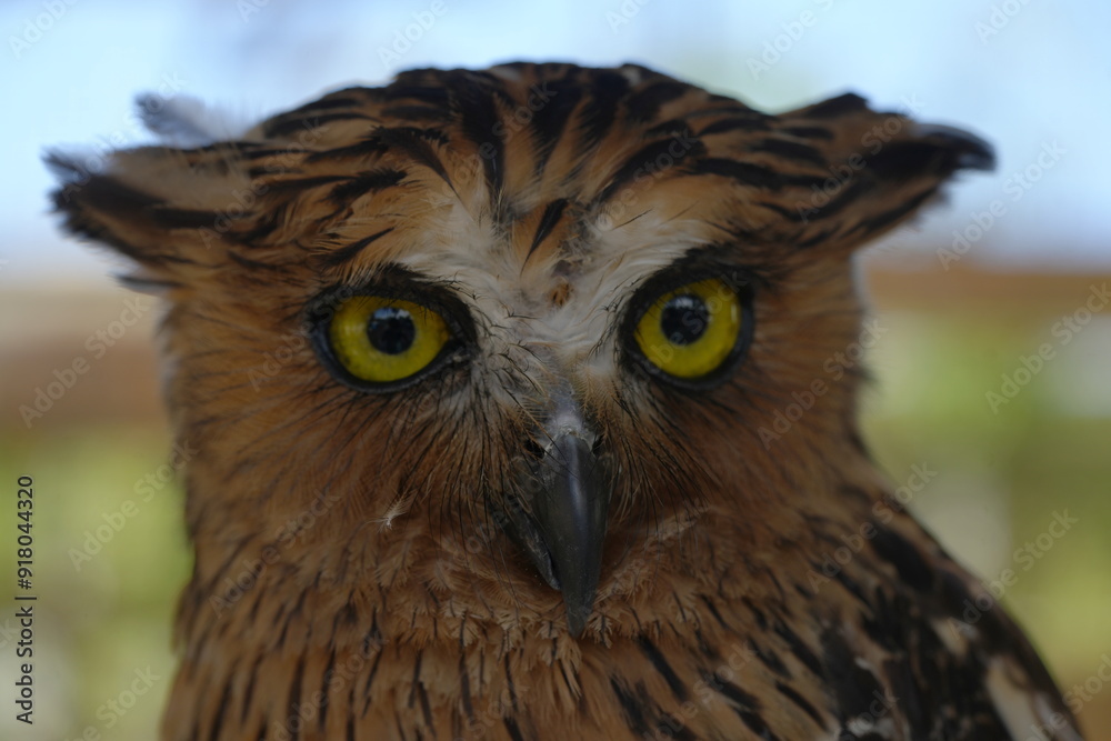 Obraz premium Ketupa ketupu, commonly known as the Buffy Fish Owl, is a species of large owl native to Southeast Asia. It is known for its distinctive appearance and specialized diet.|馬來漁鴞