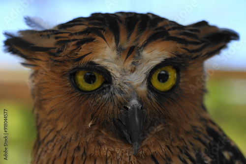 Ketupa ketupu, commonly known as the Buffy Fish Owl, is a species of large owl native to Southeast Asia. It is known for its distinctive appearance and specialized diet.|馬來漁鴞 photo