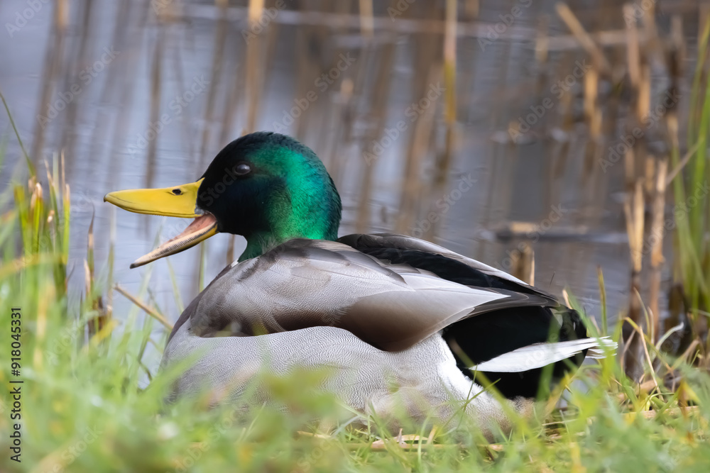 duck on the water