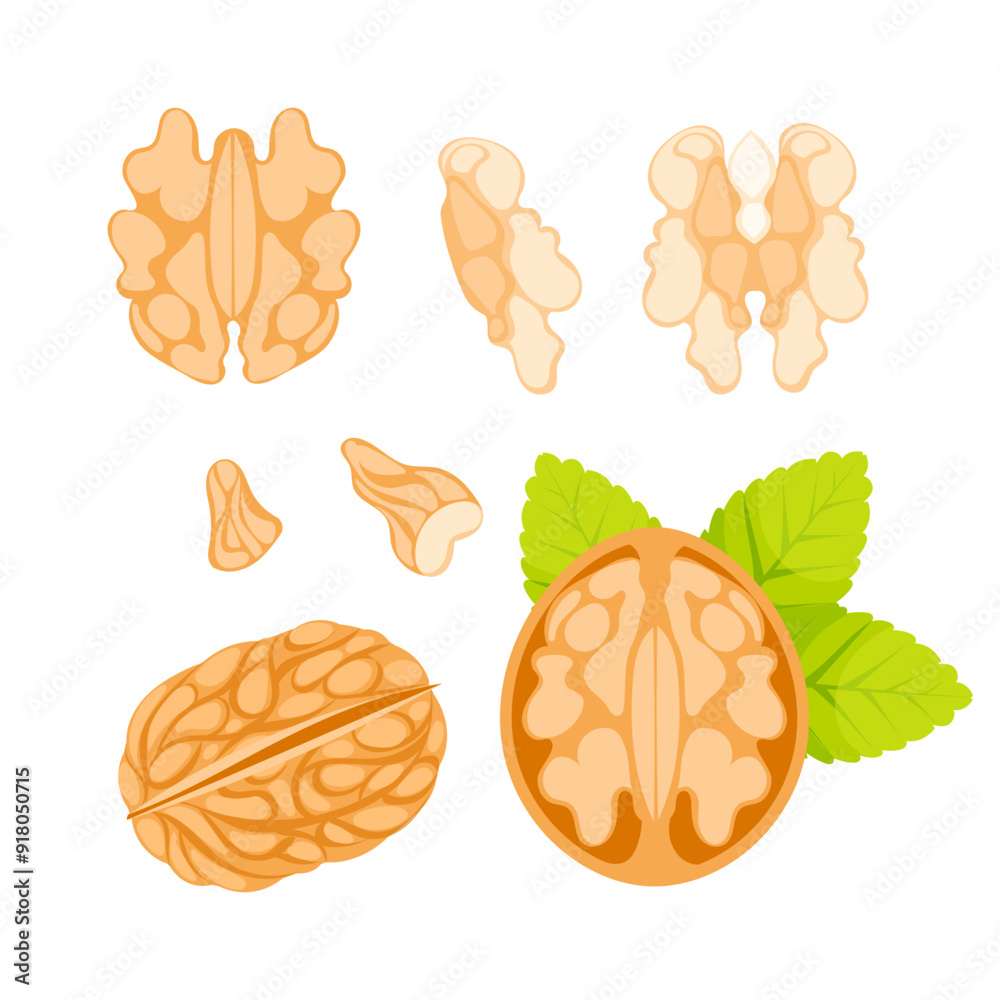 Illustration of a walnut, featuring its shell, kernel, and leaves, presented in various states Illustration of a walnut, featuring its shell, kernel, and leaves, presented in various states