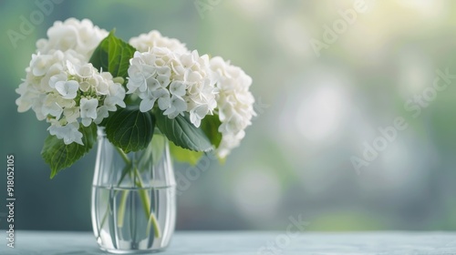 White Hydrangeas in a Clear Vase on a Soft Blue Surface With Natural Light