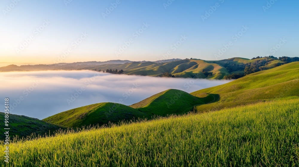 Fototapeta premium the hills are green and the sky is clear