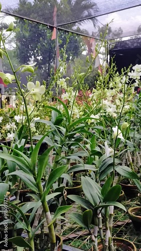 Orchids store. Potting orchids