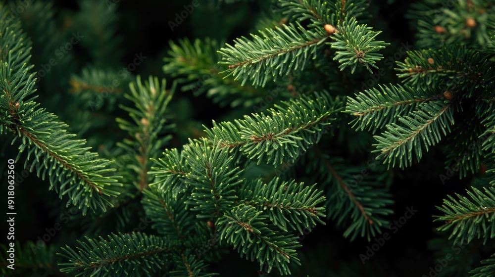 Christmas Background. Conifer Tree Branches in Green Nature Setting Christmas Background. Conifer Tree Branches in Green Nature Setting