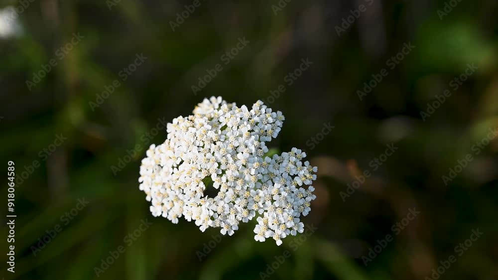 Common yarrow blooming in the field in summer. Achillea millefolium