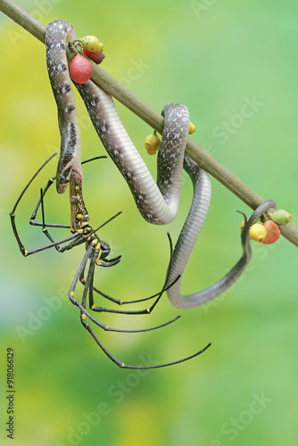 A yellow striped racer snake is preying on a spider. This non-venomous reptile has the scientific name Coelognathus flavolineatus. photo