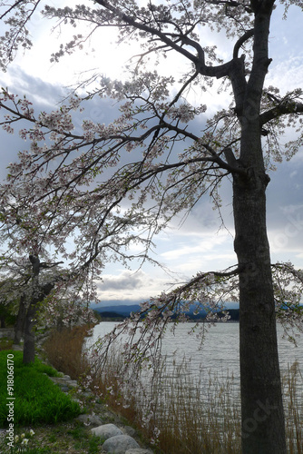 Lake and Cherry Blossoms, Gangneung, Gangwon-do, Korea, April, 2023