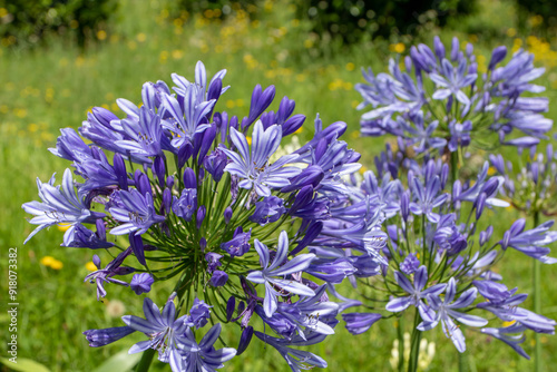 Agapanthus praecox, lily of the Nile or African lily purple flowers on the blurred yellow wildflowers background photo