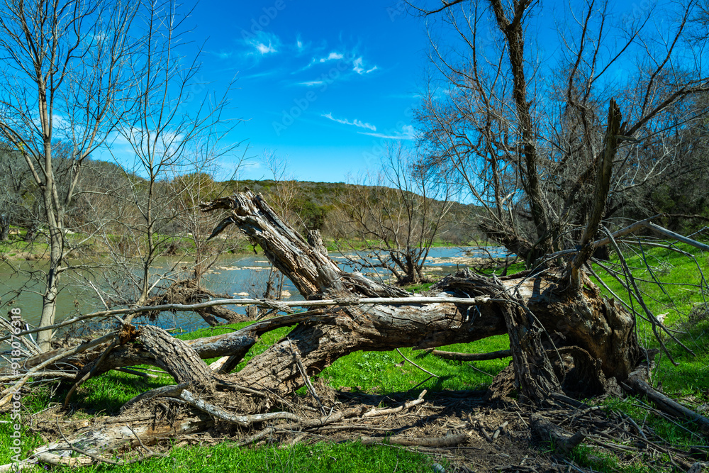 Natural landscape, dry trees against the background of a river and blue sky Natural landscape, dry trees against the background of a river and blue sky