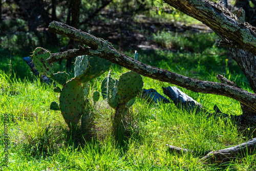 Opuntia sp. - cactus with green leaf-shaped succulent prickly stems among dry grass, Colorado Bend State park photo