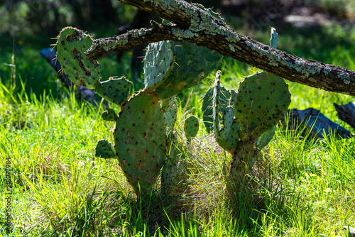 Opuntia sp. - cactus with green leaf-shaped succulent prickly stems among dry grass, Colorado Bend State park photo