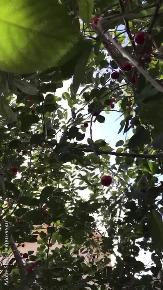 tree, nature, leaves, leaf, branch, plant, sky, spring, summer, sun, forest, foliage, flower, light, blue, branches, flora, garden, flowers, trees, sunlight, fruit, autumn, blossom, green tree, nature, leaves, leaf, branch, plant, sky, spring, summer, sun, forest, foliage, flower, light, blue, branches, flora, garden, flowers, trees, sunlight, fruit, autumn, blossom, green