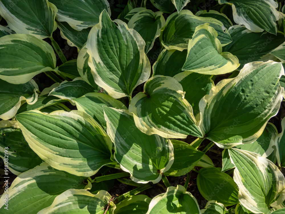 Close-up of Hosta 'Ground Master' with narrow, green leaves with a creamy-white borders growing in a park Close-up of Hosta 'Ground Master' with narrow, green leaves with a creamy-white borders growing in a park