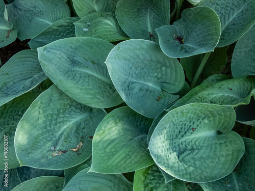 Close-up of the hosta 'Royal Standard' with heart-shaped, satiny, slightly dimpled, bright green leaves growing in the garden