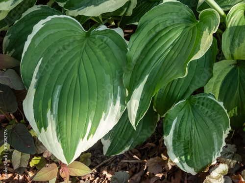 Close-up of the Hosta 'Crispula' with broadly arrow shaped, deep green leaves with a relatively narrow, irregular white margins in a park photo